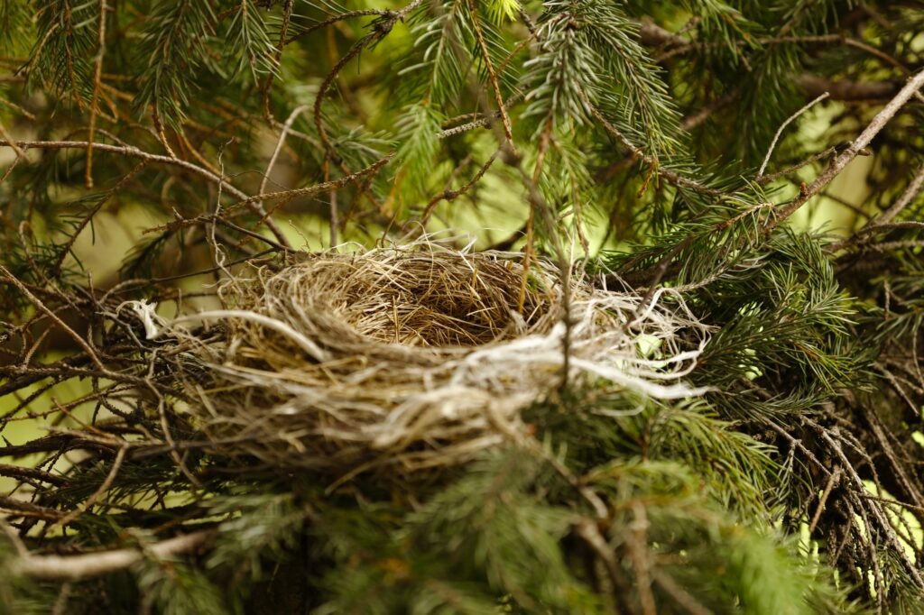 Birds nest