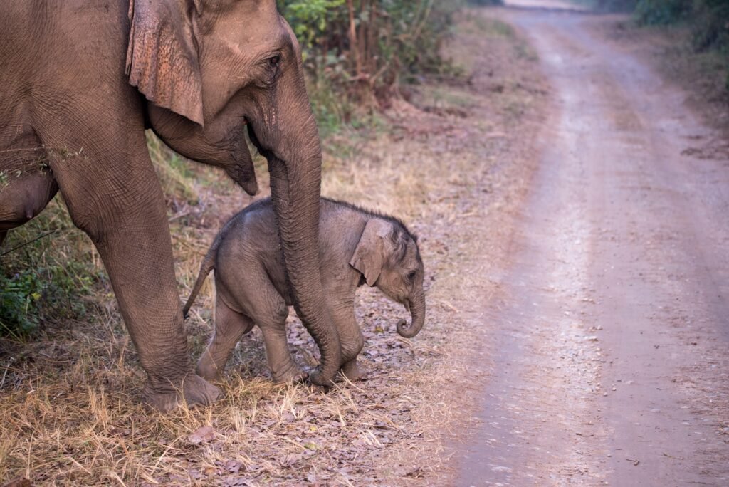 Mother and baby elephant