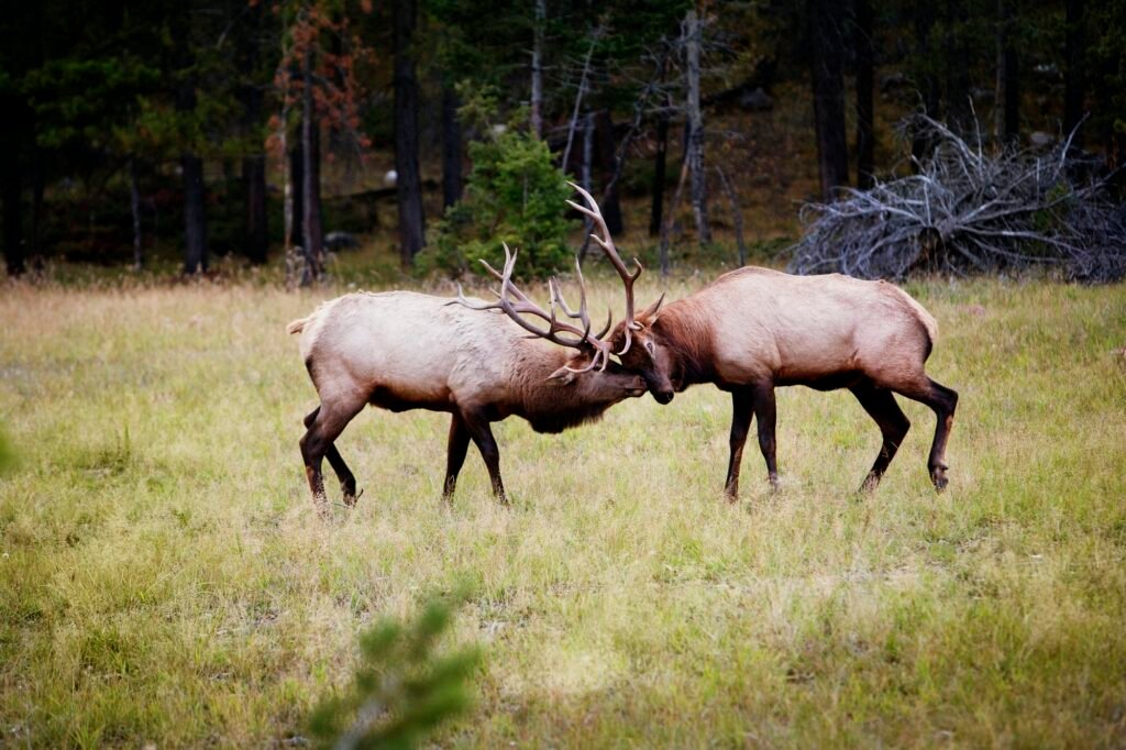 Reindeers Fighting On Field